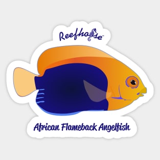 African Flameback Angelfish Sticker